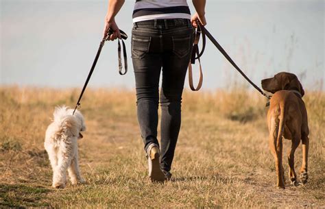 Pet Walking | Pet Ponderosa