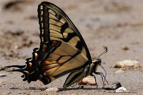 Eastern Tiger Swallowtail Papilio Glaucus Syn Pterourus Flickr