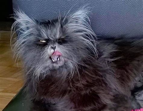 Moony The Cat Looks Like Werewolf With Rare Disorder Nature News