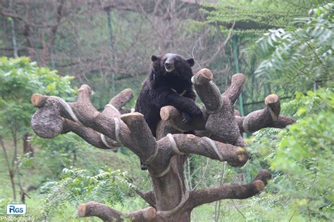 Asian Black Bear In Pradyuman Park Wildlife Photography