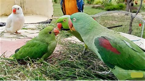 Parrotslovecute Parrots Are Loving Eachother Youtube