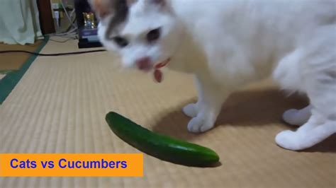 Cats Scared Of Cucumbers 🐱 Cats Vs Cucumbers Funny Cats Youtube