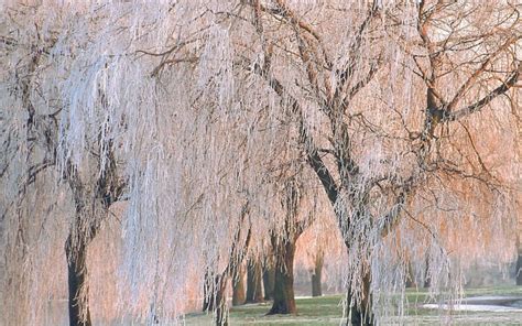 Willow Tree Pictures Photos Images And Facts On Willow Trees