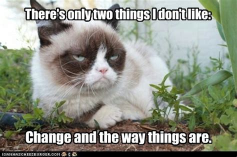 17 Best Images About Grumpy Cat On Pinterest Cute Cats