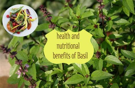23 Awesome Health And Nutritional Benefits Of Basil For Wholesome Health