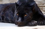 20 Amazing Panther Facts You Probably Never Knew | Facts.net