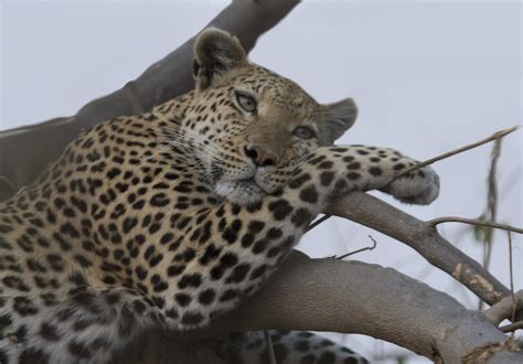 Leopard Panthera Pardus Really Leopards Just Like To Ha Flickr