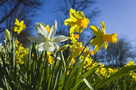 Daffodil Flowers Yellow And White Shining In Spring Sun Under Blue Sky