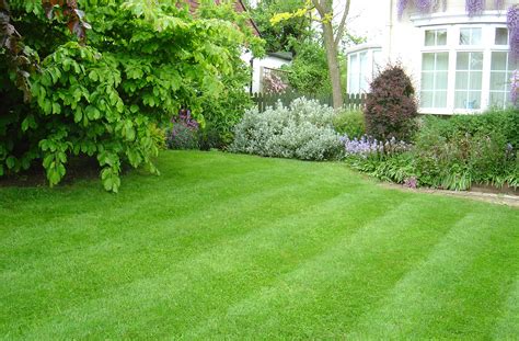 Growing And Maintaining A Healthy Grass Lawn Acegardener