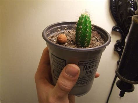 The peruvian torch cacti can be grown from seed or cuttings. Trichocereus Peruvianus/Peruvian Torch seed(NOV26.09 ...