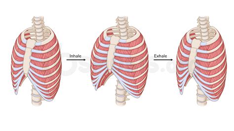 Muscles Of The Thoracic Wall Osmosis