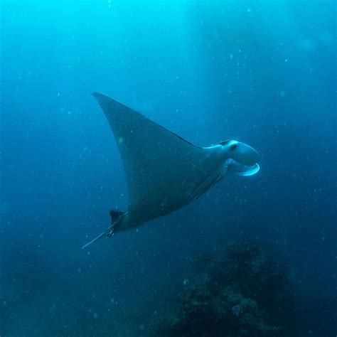 How To Swim With Manta Rays On The Great Barrier Reef Queensland