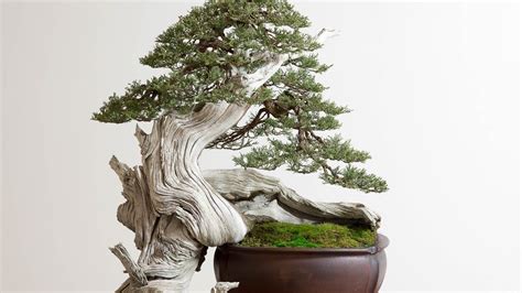 100 Of The Most Beautiful Bonsai Trees Ever Youtube