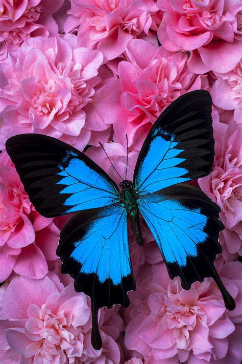 Pink Camilla And Blue Butterfly Photograph By Garry Gay