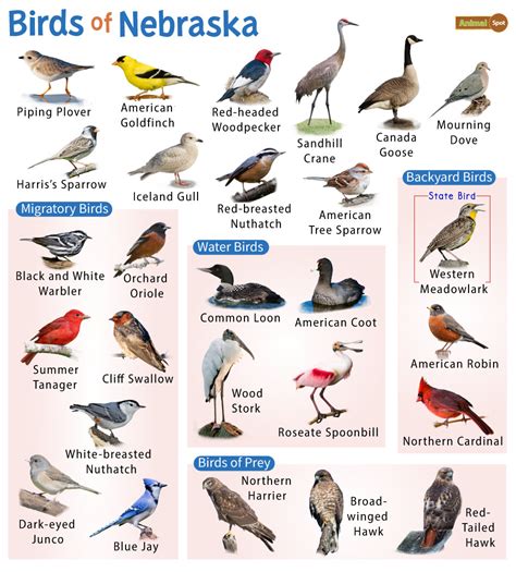 List Of Common Birds Found In Nebraska Facts With Pictures