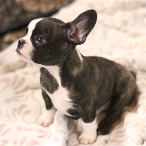 We are world wide known successful akc french bulldog breeders. Seattle Times | Classifieds | Pets | FRENCH BULLDOG ...