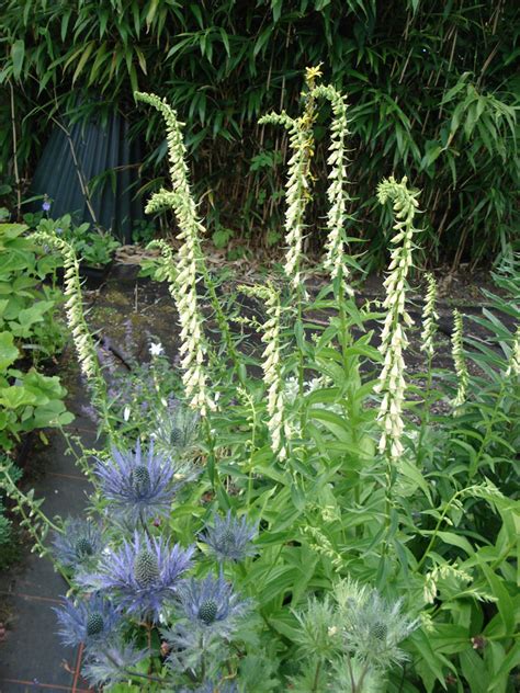 Digitalis digitalis purpurea (common foxglove) scientific classification kingdom Digitalis lutea - Peak Cottage Plants