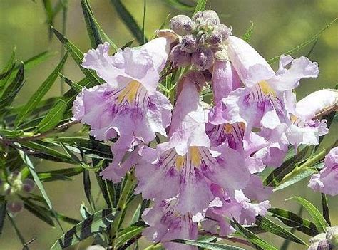 Weeping branches display striking pink stems and buds, surrounded by foliage mottled with white, green and pink highlights. Growing Chilopsis linearis: Desert Willow