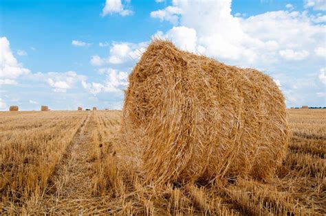 Bundles Of Straw On The Field After Harvest Stock Photo Image Of