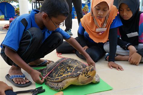 If you're looking to trade in your phone see how much it's worth below. Fighting the marine turtle trade in Malaysia | WWF