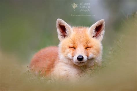 Red Foxes Roeselien Raimond Nature Photography