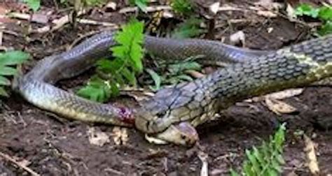 King Cobra Eating Another Snake From Head Can Other Snake Survive