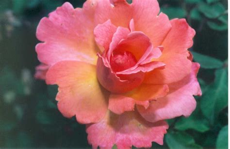 Introduction To Griffith Buck Roses