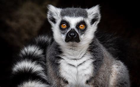 Vaughan King Wildlife On Instagram Ring Tailed Lemur Lemur Catta