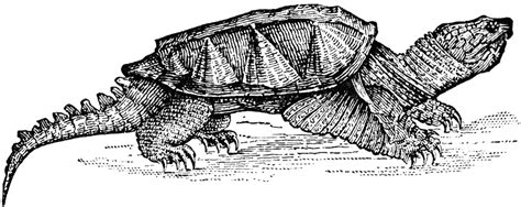 Snapping Turtle Clip Art 10 Free Cliparts Download Images On