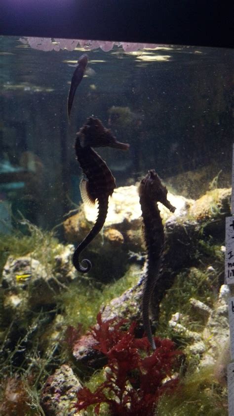 The Seahorses In My Lfs Are Nearly Irresistible Aquariums