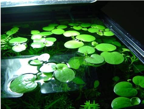 Limnobium Laevigatum Floating For Sale In Online Aquatic Plants For Sale In India
