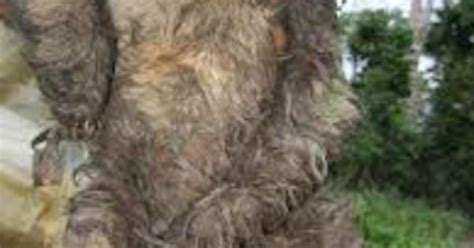 Sloth Imgur