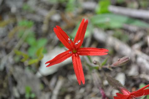 Flora of virginia, virginia native plant society, lady bird johnson wildflower center/the university of texas at austin, and usfws native plant planting southeast virginia native plants is essential for a healthy watershed. West Virginia Native Wildflowers-The Big Year, 2013: First ...