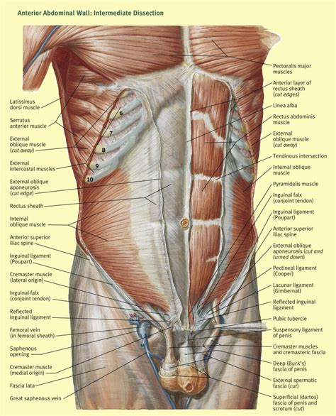 Anatomy Of The Anterior Abdominal Wall And Incisions Images And