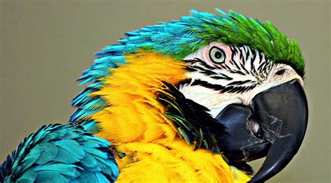 Macaw The Biggest Animals Kingdom