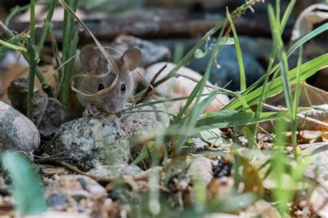 Otherwise, they're like highways for mice and insects to get into your home, mannes. Mice in Backyard: How to Get Rid of Mice in Your Yard ...