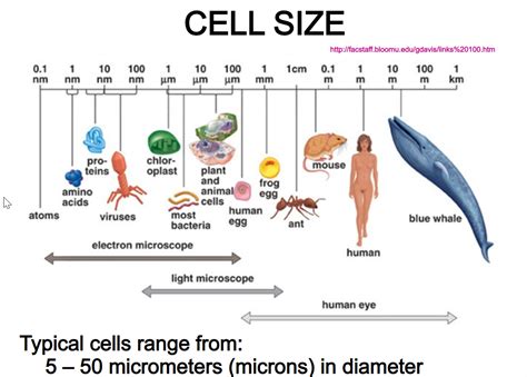 Nnhsbiology Cell Size