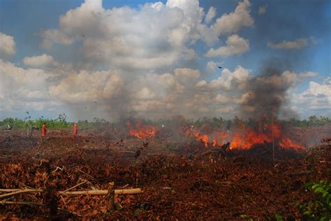 Pahlawan Hutan Itu Bernama Bambang Hero Saharjo