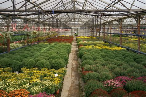 Best Flowers To Grow In Your Greenhouse Greenhouse Gusto