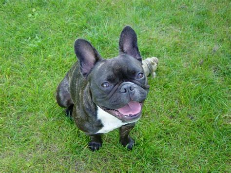 French bulldog puppies are especially frisky, and ball chasing is one of their passions. Franse Bulldog - Dierenhof Debrabandere | Hondenfokker ...