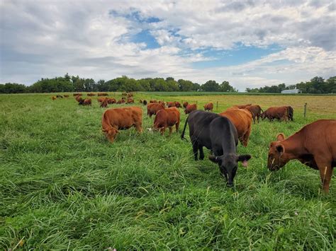 Strip Grazing For Soil Health The Land Connection