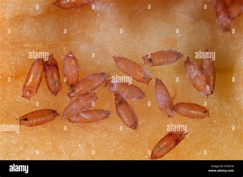 Pupae Of Fruit Fly Drosophila Subobscura Diptera Drosophilidae Reared