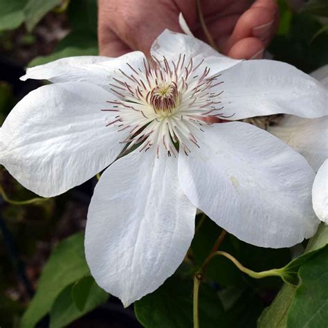 Clematis Henryi Superior Quality Climbers Uk