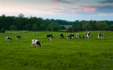 Hd Wallpaper Dairy Cow Cows Field Grass Eating Walking Grazing