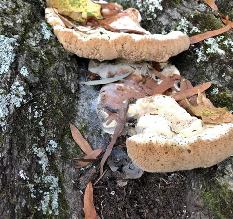 Diagnosis What Is This Fungusmushroom On My Oak Tree Gardening