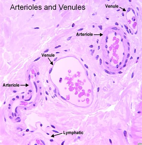 Arterioles Vs Venules Vs Capillaries Types Of Science Science Facts