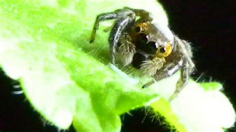 Jumping Spiders Silk Dragline Trick Revealed Bbc News