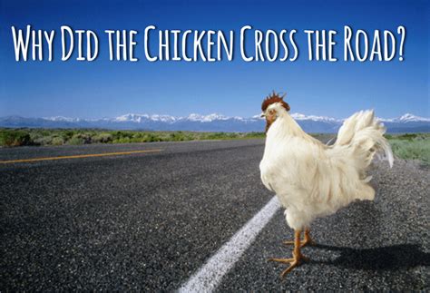 Let's go back to the problem of the chicken crossing the street and dive together through different perspectives regarding this question. Why Did the Chicken Cross the Road - STUMINGAMES
