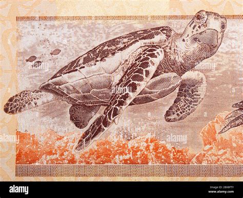 Dollar General Money Turtle