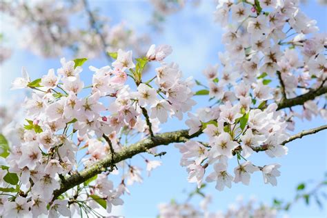 Cherry Blossom 10 Trees With Beautiful Spring Blossom Bbc Gardeners